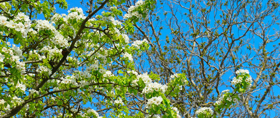 Flowering branch of pear. blooming spring garden. Wide photo.