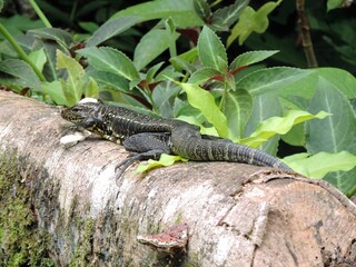 Cuyabeno Wildlife Production Reserve- Ecuador