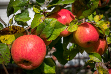 Closeup of beautiful red ripe apples on an apple tree in green summer garden. High quality photo