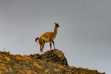 Guanaco