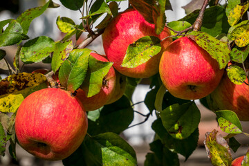 Closeup of beautiful red ripe apples on an apple tree in green summer garden. High quality photo