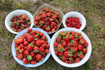 bowl of fresh strawberries
