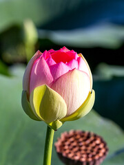 Spring, the time of lotus blooming in a pond, in Buddhism-a symbol of purity, Nelumbo nucifera, L;