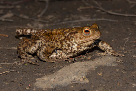 Common toad facing right