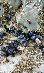 mussels on beach at low tide