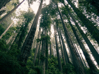 Tall redwoods in morning light