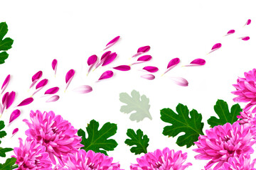 Petals. Colorful autumn flowers of chrysanthemum