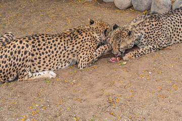 Closeup portrait of two big Cheetah cat's eating meat at a farm in Keetmanshoop, Namibia.