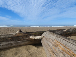 Washed up trees on the beach