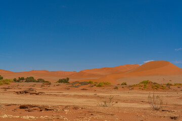 Fototapeta na wymiar Beautiful landscape with red dunes at Sossusvlei, Namib Naukluft National Park with trees