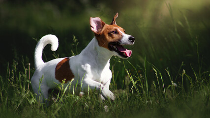 jack russell terrier dog running in park