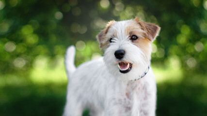 jack russell terrier dog in park