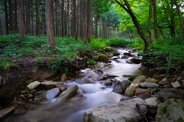 river in the forest