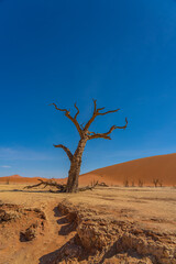 Dead camelthorn trees and red dunes in Deadvlei, Sossusvlei, Namib-Naukluft National Park, Namibia