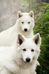 Fototapeta premium white swiss shepherd and white siberian husky dogs on fallen tree in fog day