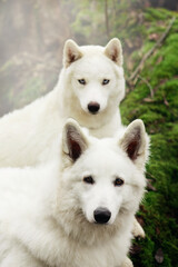 white swiss shepherd and white siberian husky dogs on fallen tree in fog day