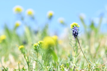 Muscari in un campo di fiori gialli selvatici con sfondo azzurro di una bella giornata primaverile di sole