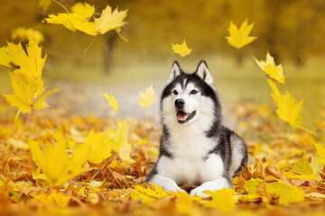 siberian husky dog in autumn nature park