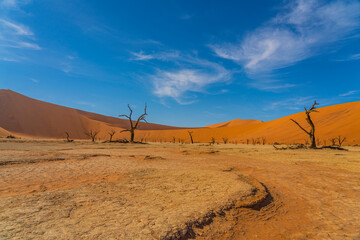Dead camelthorn trees and red dunes in Deadvlei, Sossusvlei, Namib-Naukluft National Park, Namibia