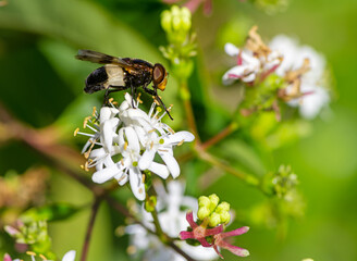 Macro of a pellucid fly