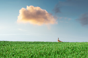 Small grey rabbit hare in green grass © Ivan Kmit