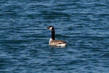 A Canada goose,Branta canadensis, is swimming in a lake in springtime