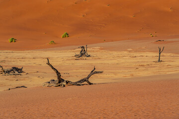 Fototapeta na wymiar Dead camelthorn trees and red dunes in Deadvlei, Sossusvlei, Namib-Naukluft National Park, Namibia