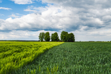 Dratów. Okolice cerkwi. Powiat Łęczyński © Tomasz
