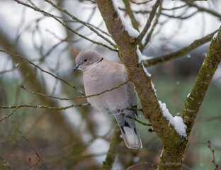 Dove sitting on a tree