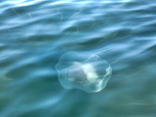 Naklejka premium Floating Jellyfish