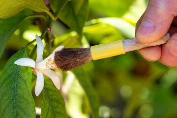 Artificial pollination of orange blossom with paintbrush, close up. Greenhouse garden needs artificial assistance to increase productivity. Hand of a male caucasian senior holds a brush. - obrazy, fototapety, plakaty