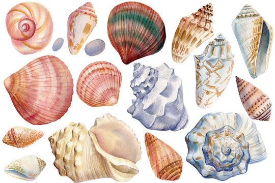 Set of seashells isolated background. Watercolor hand drawing underwater life 