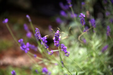 Selective focus on lavender bush