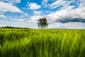 Dratów. Okolice cerkwi. Powiat Łęczyński © Tomasz