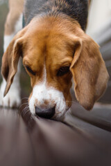 beagle dog portrait on street banch