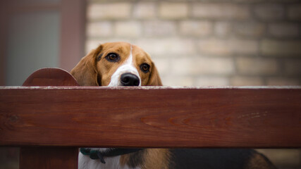 beagle dog portrait on street