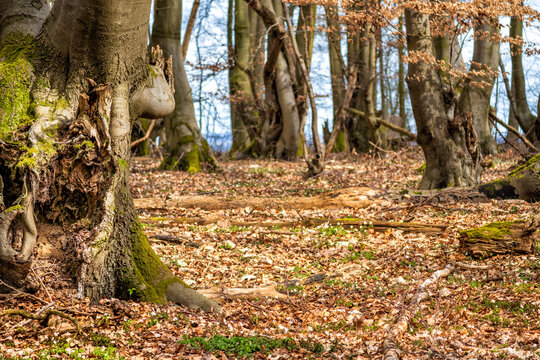 Reste der Niederwald-Wirtschaft im Siebengebirge