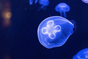 Background of beautiful blue neon jellyfish. Aquarium