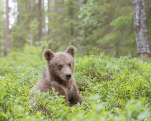 Brown bear cub (Ursus arctos) sitting in the boreal forest in Finland