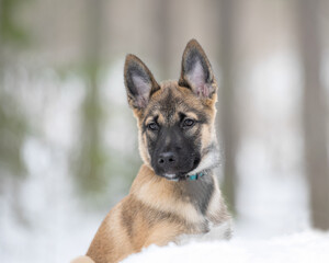 East siberian laika puppy is sitting in snowy forest