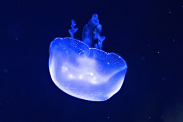 Naklejka na ściany i meble Background of beautiful blue neon jellyfish. Aquarium