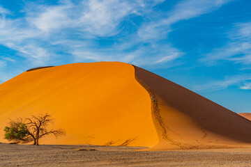 Fototapeta na wymiar Dunes 45 of Namib Desert at Sossusvlei in the morning time with a tree, Namibia.