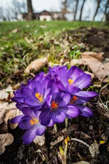 Fototapeten krokusy, wiosna, kwiaty, © Tomasz