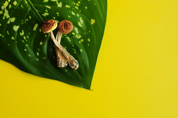 Dry psilocybin mushrooms on green leaf background. Psychedelic magic mushroom Golden Teacher. Yellow layout. Alternative medicine. Microdosing concept.