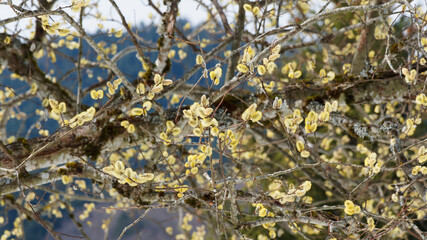 Salweide oder Salix caprea. Frühlingsblüte