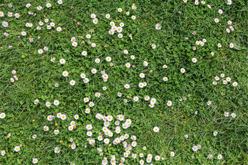 daisies flowers in green grass, nature background