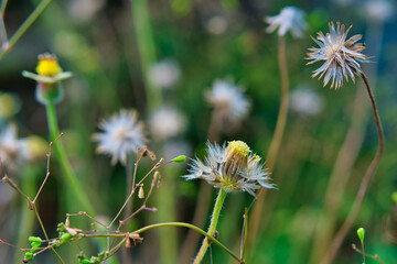 flor, margarita, naturaleza, césped, primavera, fábrica, verano, verde, blanco, campa, dehesa, flor, huerta, margarita, amarilla, florecer, diente de león, flora, florecer, floral, camomila, beldad, h