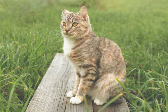 Beautiful young cat on a wooden board and green grass.