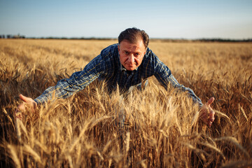 Naklejka na ściany i meble Farmer standing in the middle of a wheat field wrapping the golden spikelets with his hands. Agricultural worker assesses the quality of the new crop of grains before harvest.