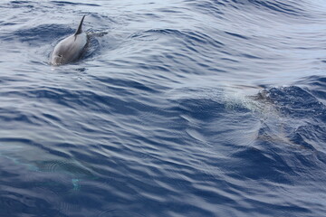 Fototapeta premium Delfines